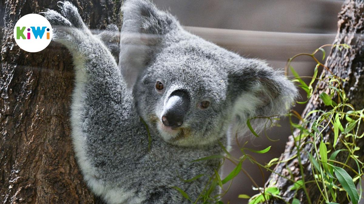 Vier Koalas erkunden neues Zuhause im Zoo in Stuttgart