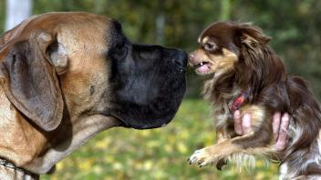 Hunde