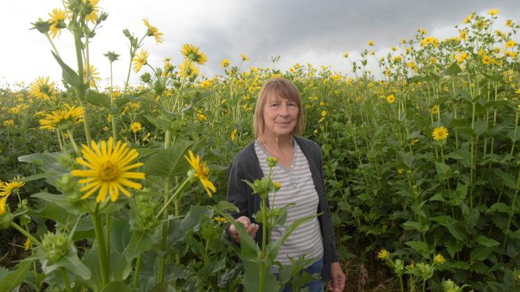 Krista Dziewiaty wrde es sehr begr§en, wenn die Durchwachsene Silphie (Silphium perfoliatum) strker angebaut wird.__________________________________________Funk: 0173 / 240 40 63 Email: kai.horstmann@web.deTargo-Bank - IBAN: DE 4130 0209 0032 2244 1963Steuersatz: 7%   -   Steuernummer 31 / 354 / 60276