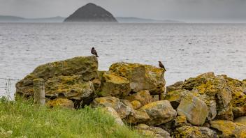 Steinige Kuestenlandschaft mit Voegeln auf Arran bei Kilmory und Kildonan mit Ailsa Craig im Hintergrund. *** Rocky coa