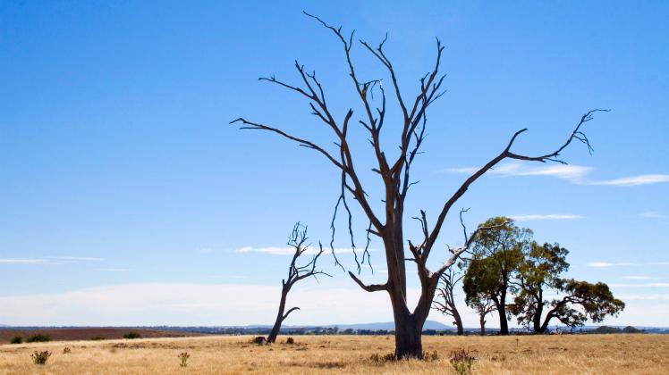 A dead tree on the landscape due to the drought in Victoria, Australia Copyright: xJodiexJohnsonx/xDesignxPicsx , 303116