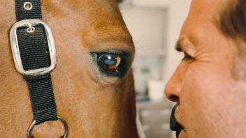Jedes Jahr führt Dr. Stephan Leser aus Hamburg in der hanseklinik für Pferde in Sittensen bis zu 1.000 Augenoperationen am Pferd durch.