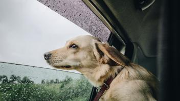 Hund im Regen: Dieses Jahr beginnen die Hundstage kühl und vereinzelt regnerisch.