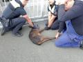 Polizisten der Bereitschaftspolizei Osnabrück  retteten ein schwarzes Reh an der Handwerkskammer Osnabrück.