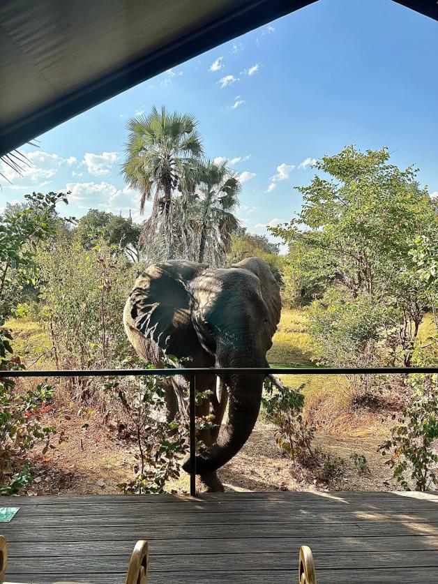 Gänsehautmoment: Dieser Elefantenkuh hat es das Grünzeug direkt vor einem der Gästezimmer angetan. 