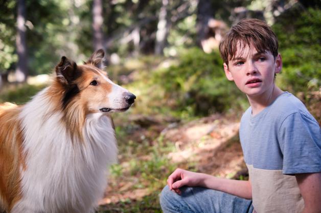 Die neueste Verfilmung „Lassie ein neues Abenteuer“ läuft gerade in den Kinos. Die Hündin Lassie wird auch hier von einem Rüden gespielt. 