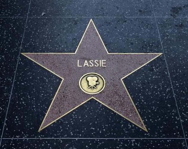 Lassie ist so berühmt, dass sie auf dem Walk of Fame einen Stern hat.
