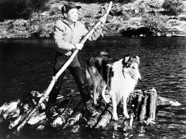 Die amerikanische Serie „Lassie“ war noch in schwarz-weiß. Die amerikanische Serie „Lassie“ war noch in schwarz-weiß.