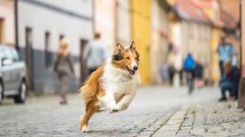 Kinofilm «Lassie – Eine abenteuerliche Reise»