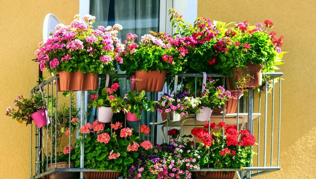 Geranien blühen im Sommer prächtig und verschönern jeden Balkon. Die Hitze verlangt bestimmte Gießrhythmen.