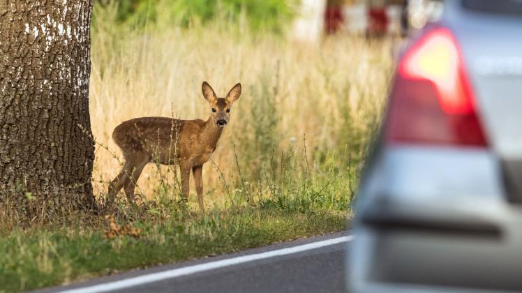 Herbst: Wo die Gefahr für Wildwechsel am größten ist