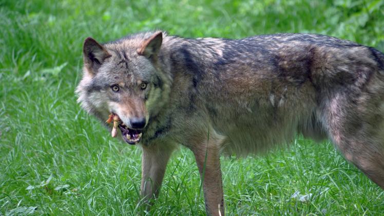 Europaeischer Grauwolf in Aktion Wolf *** European gray wolf in action wolf