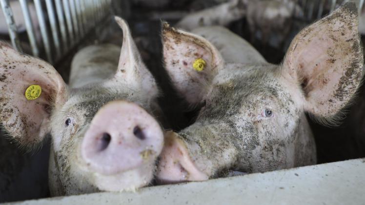 Schweinezucht: Schweine in einem Offenstall in der Nähe von Rheda-Wiedenbrück