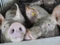 Schweinezucht: Schweine in einem Offenstall in der Nähe von Rheda-Wiedenbrück