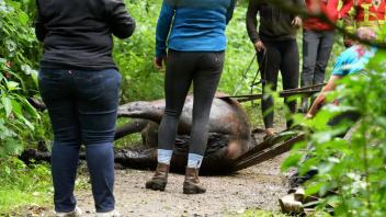 Harpstedt: Feuerwehr rettet Pferd aus misslicher Lage