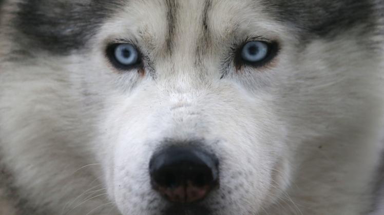 Dog sled racing in Belarus
