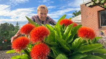 Anneliese Wagner mit ihrer Blutblume.
