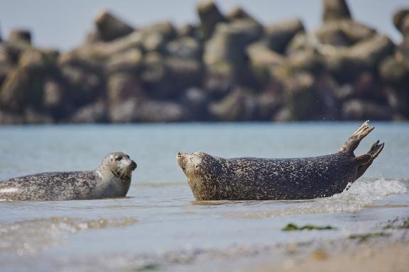 Robben vor Helgoland Friedhelm Reiners