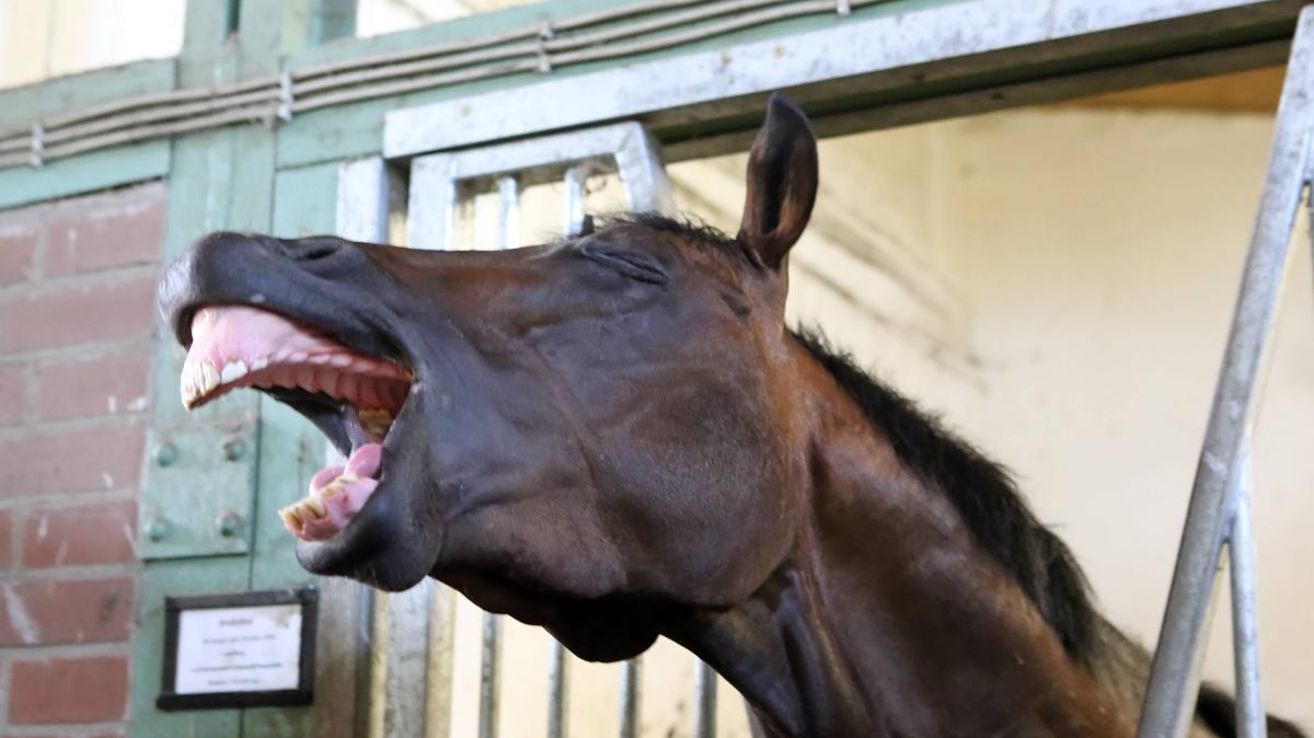 Einem Geschenkten Gaul Schaut Man Nicht Ins Maul Bedeutung Warum schaut man einem geschenkten Gaul nicht ins Maul?