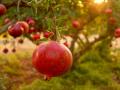 RECORD DATE NOT STATED A closeup of red ripe pomegranate hanging from a tree branch in the garden *** einer closeupe des