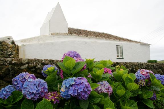 Die Hortensie gilt als Nationalblume. Die Hortensie gilt als Nationalblume.
