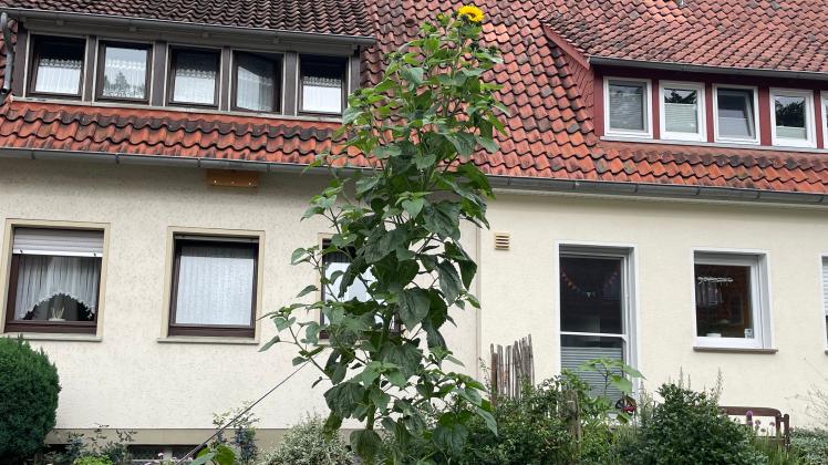 Osnabrücks wohl größte Sonnenblume