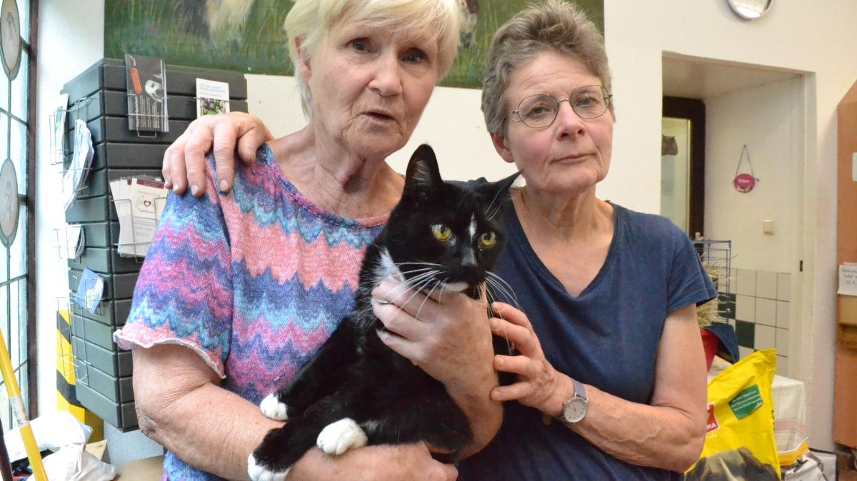 Eutin: Tierheim am Limit – Kosten für den Tierarzt machen Sorgen | SHZ