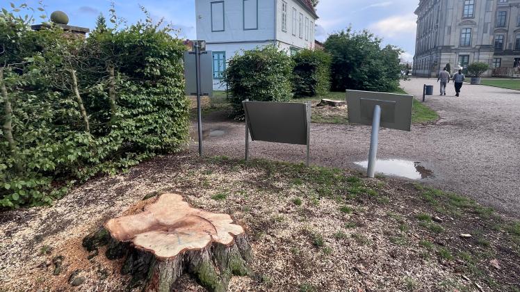 Rotblühende Kastanien Schlosspark