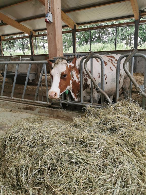 Die Kühe sind von der Rasse „Rotbunte“. Sie fressen Gras auf den Weiden oder bekommen Heu, was auf dem Hof hergestellt wird. Dank dem natürlichen Futter kann die Milch besser zu Käse verarbeitet werden. 