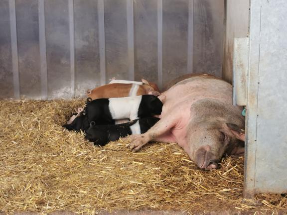 Auch Schweine und Ferkel gibt es auf dem Hof. Die Ferkel dürfen 8 bis 10 Wochen bei der Muttersau bleiben. Im Stall liegt frisches Stroh und es gibt Platz zum Herumtollen. 