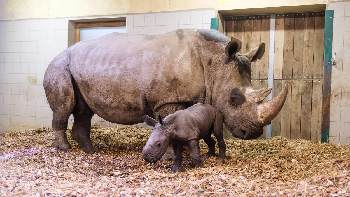 Nashorn-Nachwuchs im Schweriner Zoo | SVZ