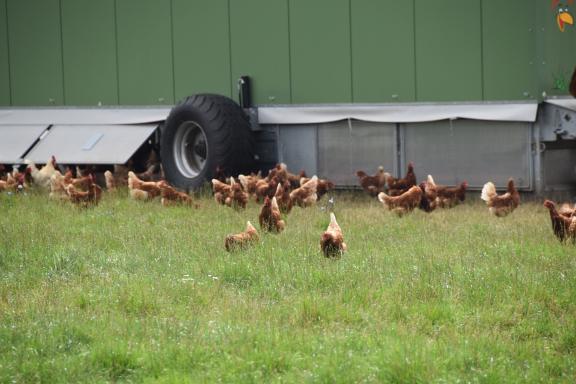 Rund 800 Hühner leben auf der James Farm in Hühnermobilen. Tagsüber können sie im Gras herumlaufen und scharren. Nachts kommen sie zum Schutz vor wilden Tieren in den Stall. 