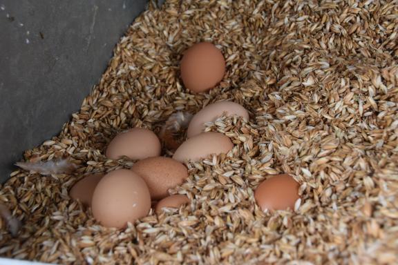 Die Hühner legen ihre Eier in Gerstenschrot – das ist weich und die Eier bleiben sauber. 