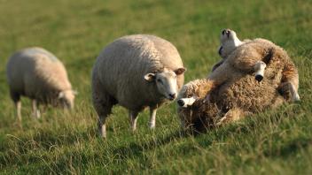 KINA - Schafe schubsen erlaubt