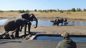 Elefanten am Pool