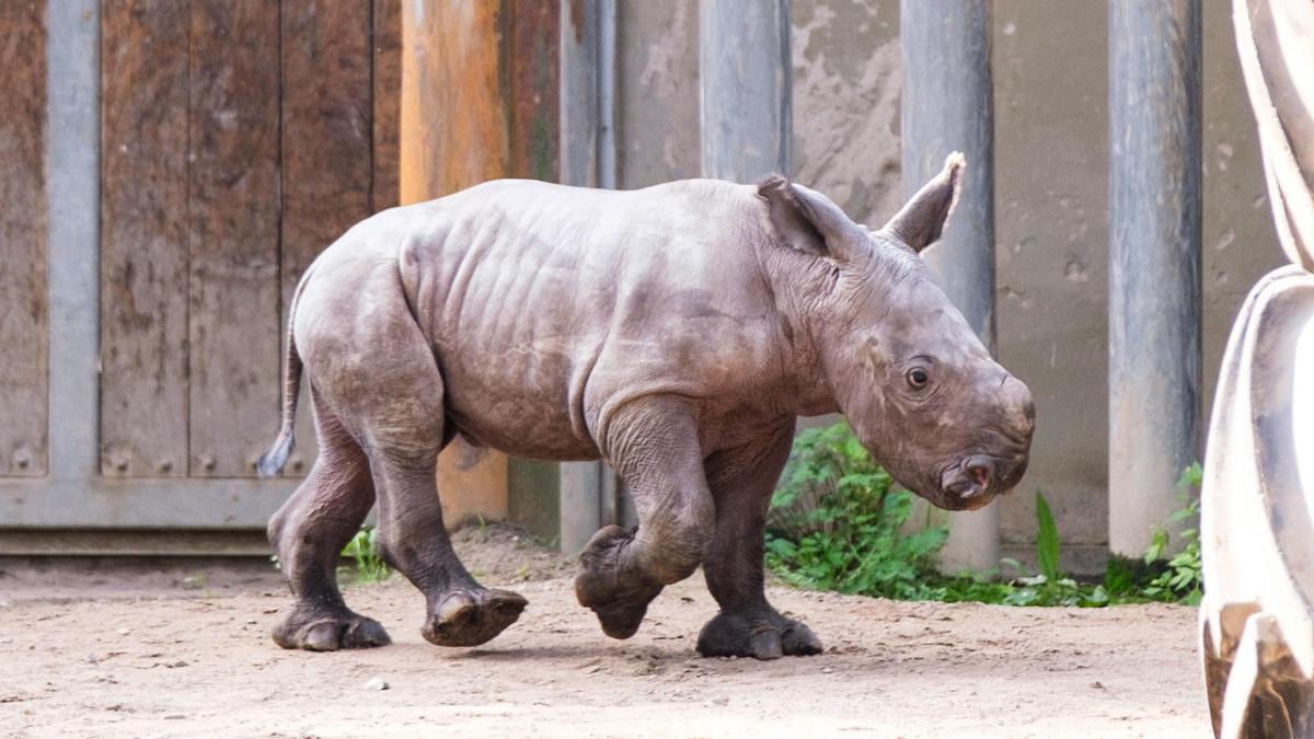 Kleines Nashorn im Zoo Schwerin auf Entdeckungstour | SVZ