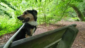 Spaziergang durchs Stellmoor-Ahrensburger Tunneltal.