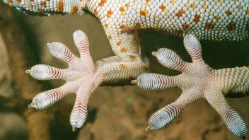 TOKAY GEKKO - Underside of feet, showing ridges (gekko gecko). GeckoÕs feet are covered with millions of tiny foot-hairs