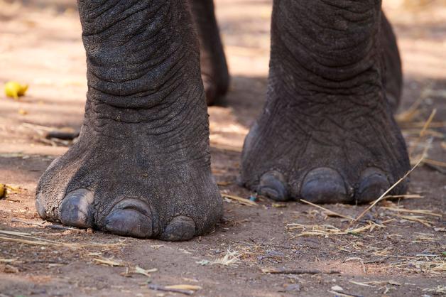 Schmecken, kämpfen, haften: Was Tierfüße alles können