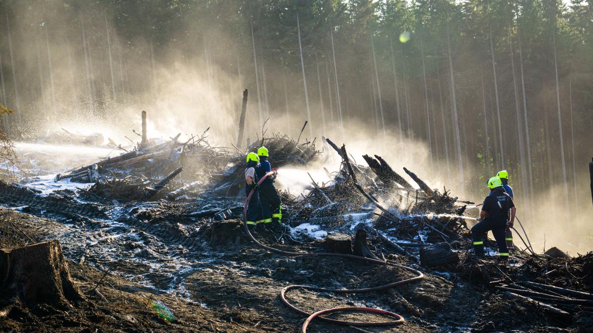 Waldbrände vorbeugen: Ein Experte erklärt, was jetzt zu tun ist