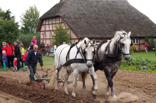 Pferdefreunde pilgern am 27. August zum Pferdefest des Nordens | SVZ