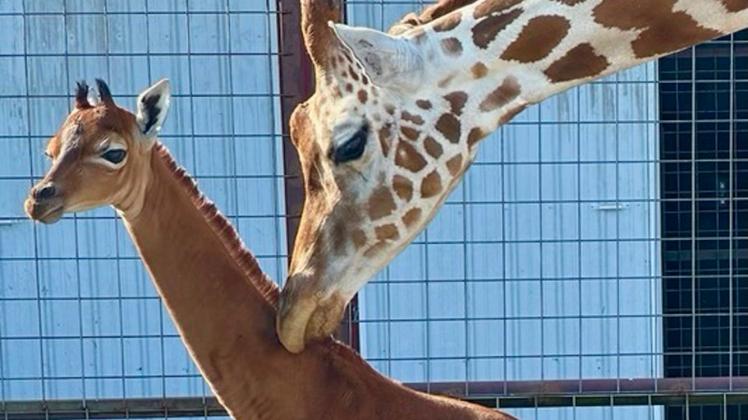 Giraffe ohne Flecken in Tennessee geboren