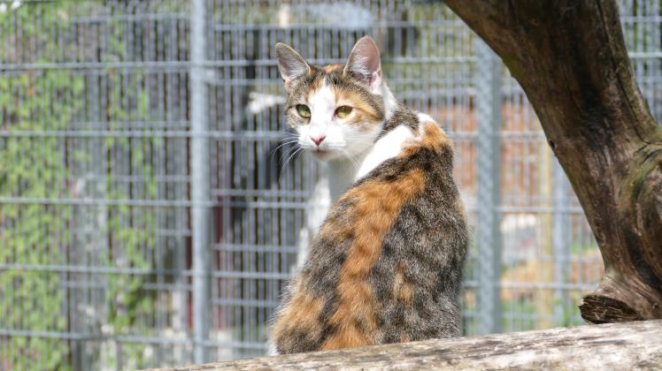 Im Tierheim Roggendorf warten unter anderem etwa 60 erwachsenen Katzen auf ein neues Zuhause.