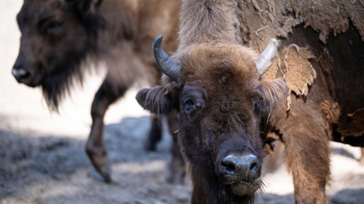 100 Jahre Wisent-Rettung