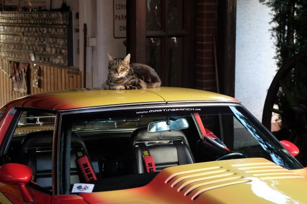 Nicht nur Martin Reich, auch seine Katze mag die alte Corvette: „Da passiert nichts, die ist bei diesen Fahrzeugen immer vorsichtig mit den Krallen. Nur bei den Carbrio-Dächern wird es schwierig“, erklärt der Hasberger: „Daran will sie sich immer die Krallen wetzen.“ Nicht nur Martin Reich, auch seine Katze mag die alte Corvette: „Da passiert nichts, die ist bei diesen Fahrzeugen immer vorsichtig mit den Krallen. Nur bei den Carbrio-Dächern wird es schwierig“, erklärt der Hasberger: „Daran will sie sich immer die Krallen wetzen.“