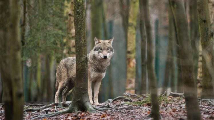 Günther: Entscheidung zum Abschuss von Wölfen schneller treffen