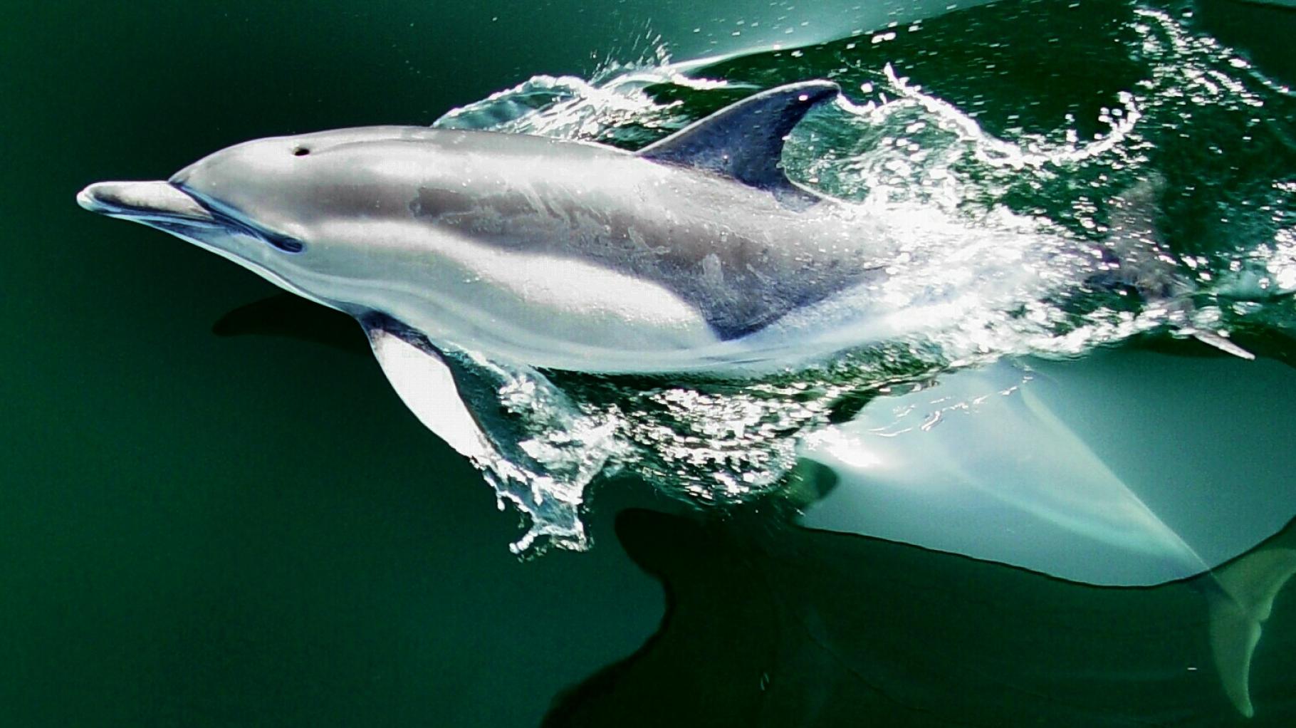 Diese Delfine verirrten sich in die Ostsee und wurden berühmt