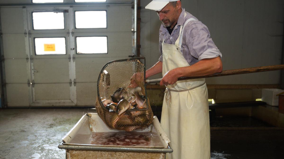 Fischzucht Reese in Sarlhusen setzt auf mehrere Standbeine