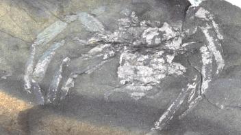 Das Fossil der „Arthrolycosa wolterbeeki“: Abdruck von Spinne auf Stein