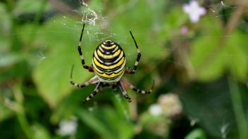 Auch in Wallenhorst wurde diese Wespenspinne vergangene Woche gesichtet. Begünstigt durch den Klimawandel hat sich die Spinnenart mittlerweile bis in den Norden ausgebreitet.